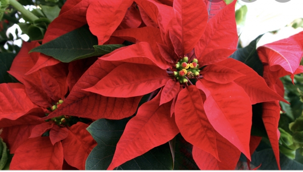 noche buena in United States of America noche buena in United States of America