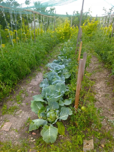 my vegetable garden in Bulgaria